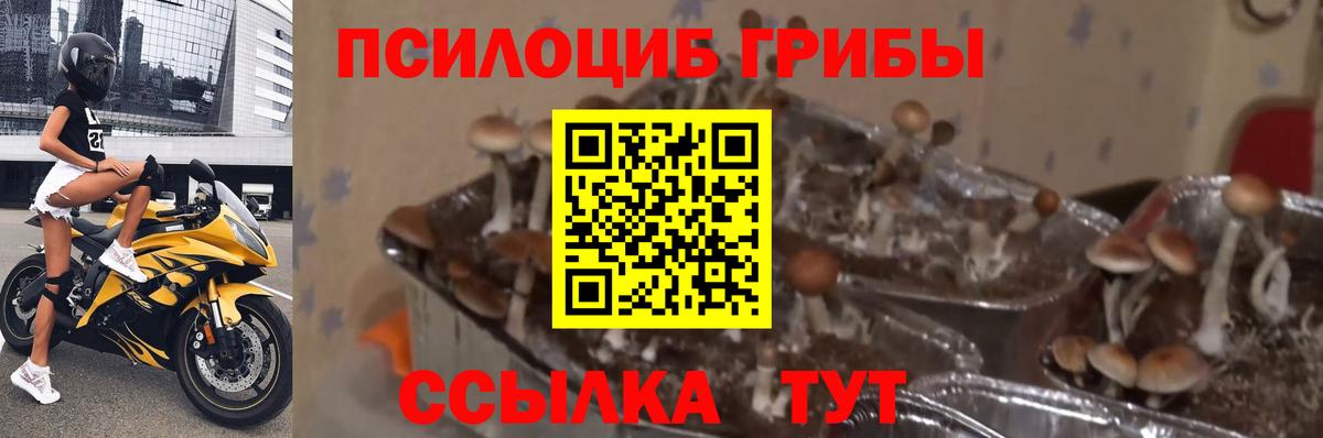 Псилоцибиновые грибы GOLDEN TEACHER  Вход с VPN  Саянск 
